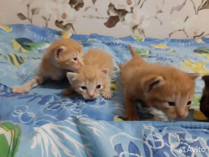 Котик кошечка