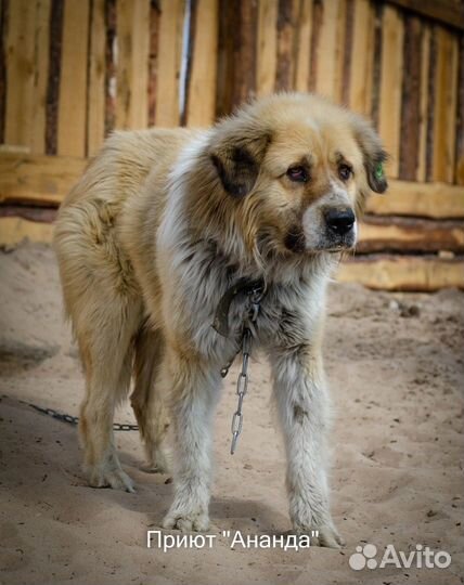 Крупные собаки приюта ждут своих хозяев