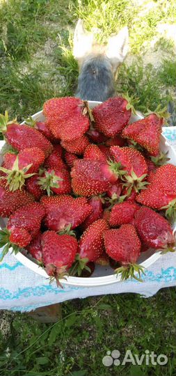 Земклуника Купчиха