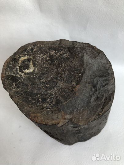 Окаменелое дерево