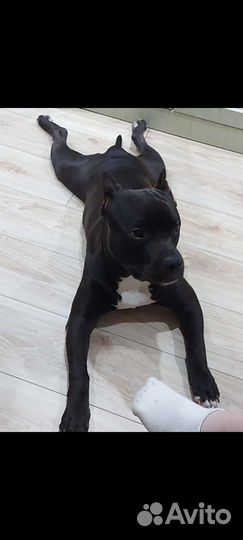 Амстафф вязка