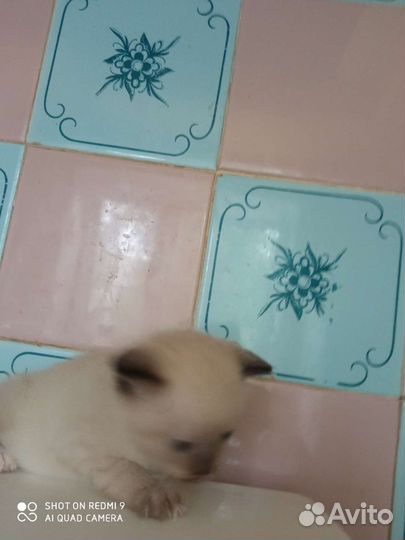 Тайская кошка