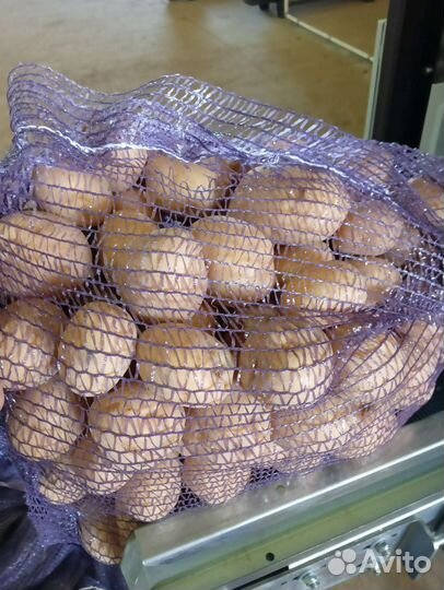 Продам картофель Коломбо