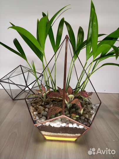 Флорариум с влаголюбивыми растениями