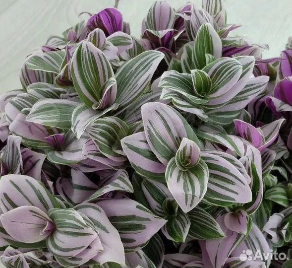 Традесканция Rainbow,Зебрина,Каллизия,Гибазис