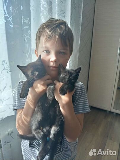 Котодети в добрые руки