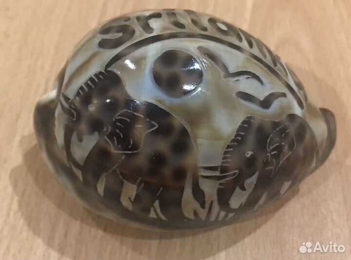 Ракушка большая сувенирная