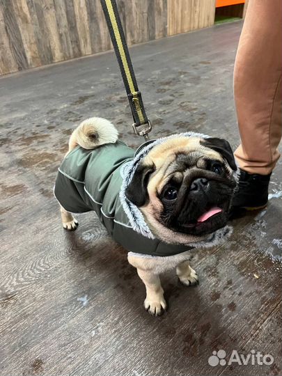 Зимняя попона для собак