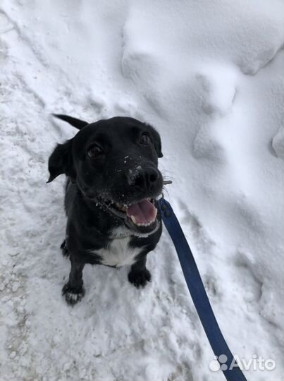 Собака в отвественные руки