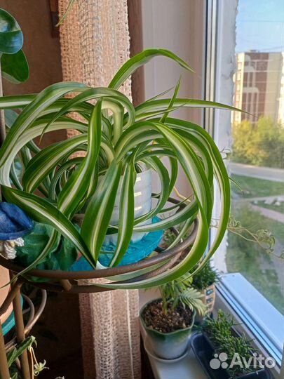 Хлорофитум кудрявый