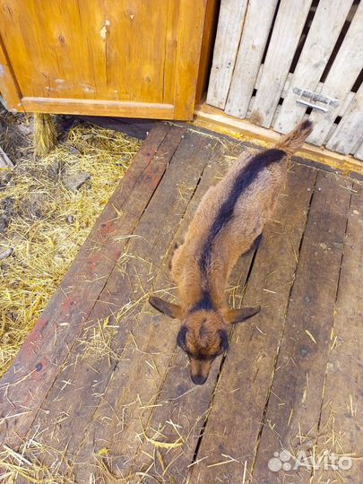 Козлята альпочехи