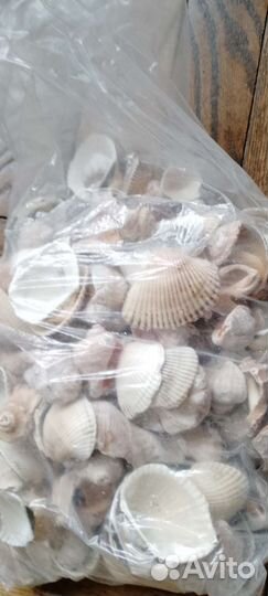 Пакет черноморских ракушек для поделок