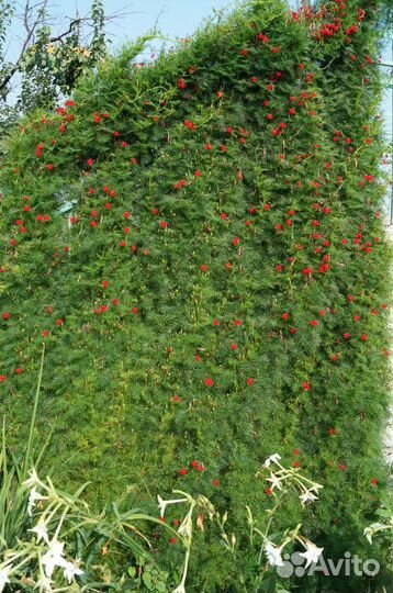 Квамоклит семена