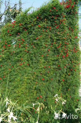 Квамоклит семена