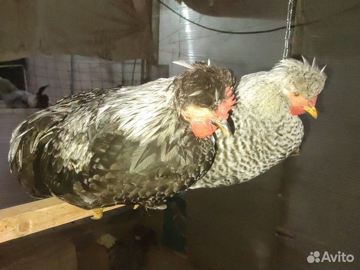 Молодые петухи Русская хохлатая