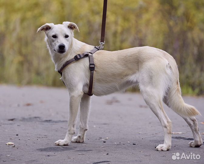 Собаки бесплатно в добрые руки