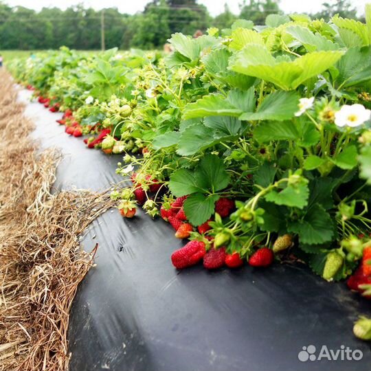 Пленка для клубники