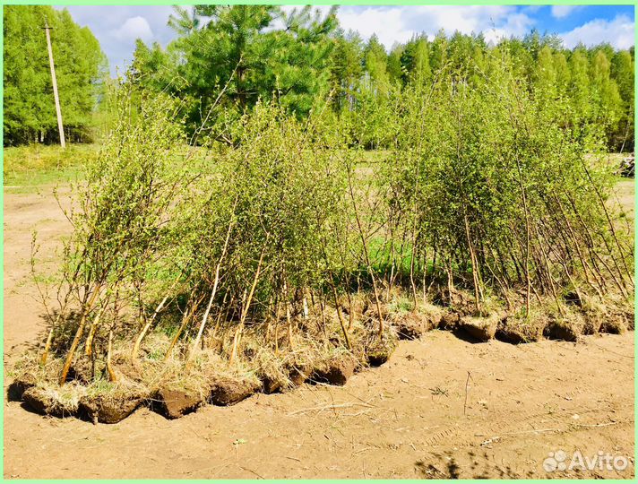 Саженцы березы оптом рост от 50 см до 300 см
