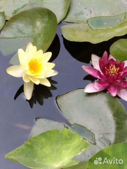 Нимфея водяная лилия гиацинт
