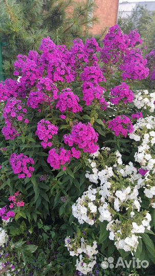 Флоксы. Предзаказ для осенней посадки