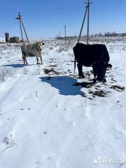 Коровы дойные молочные