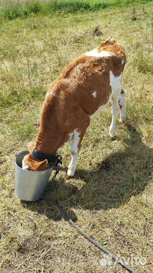 С/х животные