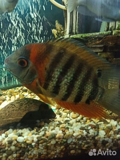 Северум красноплечий