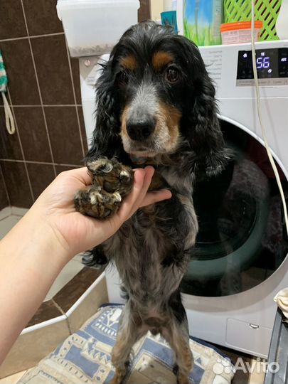 Русский спаниель