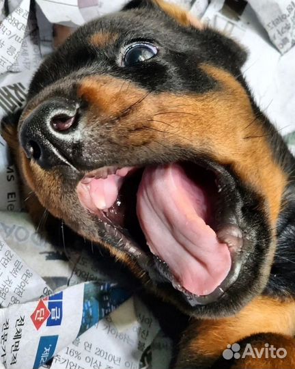 Открыта бронь на щенков добермана