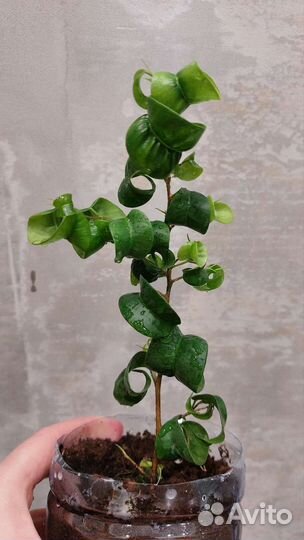 Фикус барок