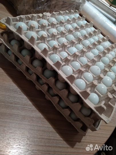 Инкубационное яйцо перепелиное