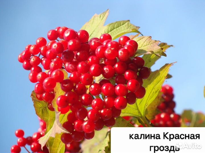 Саженцы Калины красной