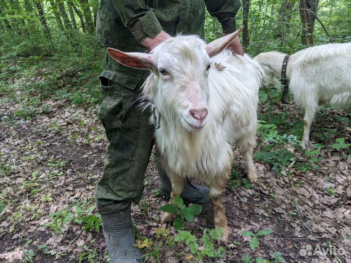 Козел зааненский, две козы