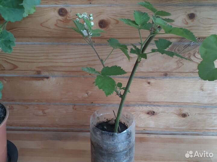 Растение для сада