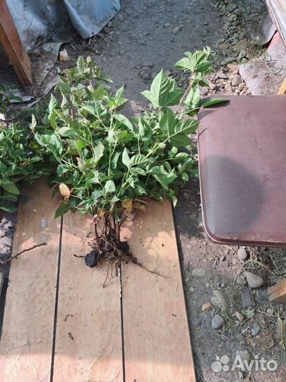 Корни ежевики