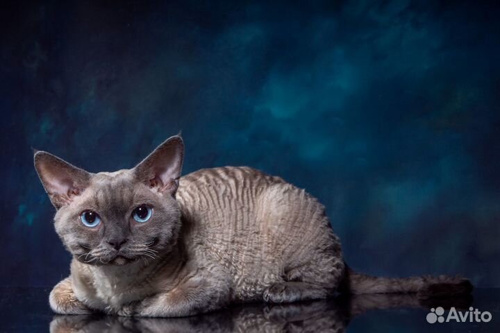 Кот Девон-рекс вязка