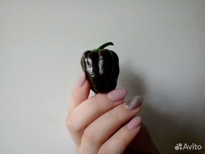 Семена острого перца Хабанеро Шоколад