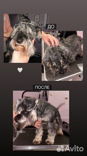 Груминг / стрижка собак