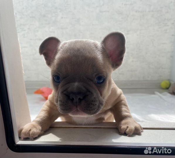 Французский бульдог(вязка)