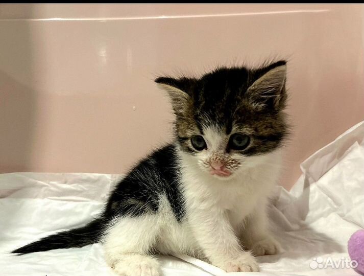 Котенок - девочка