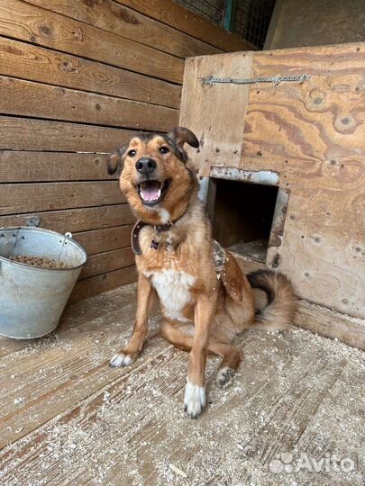 Лобзик красивый, но не счастливый