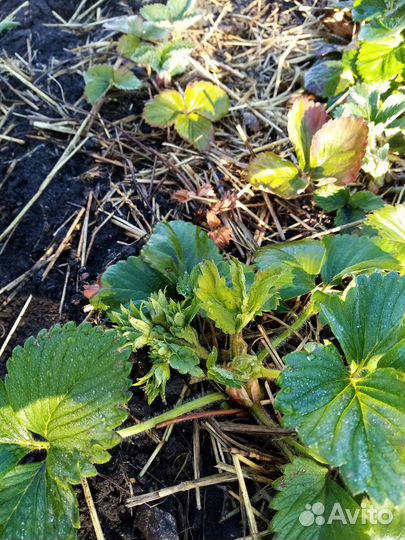 Саженцы клубники черный принц, Купчиха, Азия