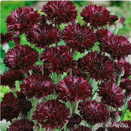 Васильки махровые семена