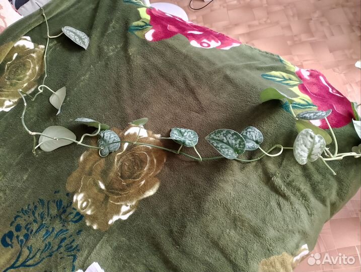 Сциндапсус