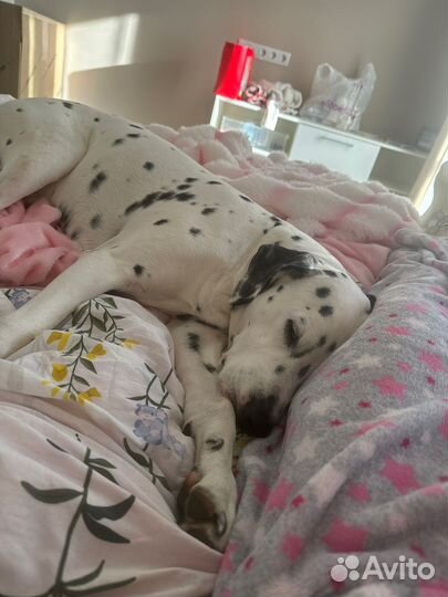 Передежка собак дома (девочки)