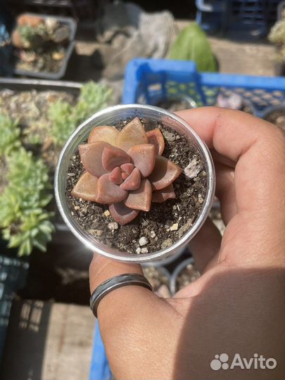 Суккуленты