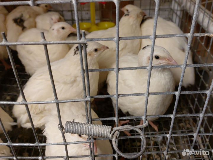 Перепелки несушки