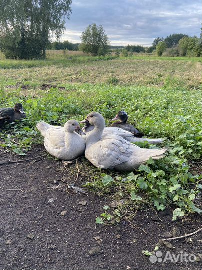 Лавандовые утки тяжелой линии