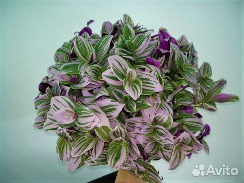 Сортовые традесканции