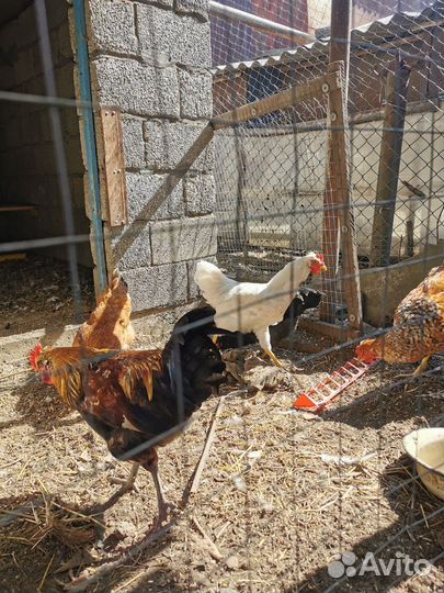 Куры петухи